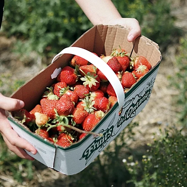 Minnesota Berry Picking Season Approaches Amid Favorable Weather
