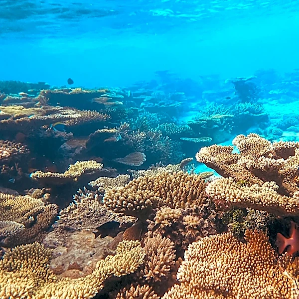 Study Identifies Coral Reefs Resilient to Climate Change
