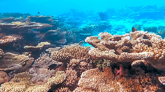 Study Identifies Coral Reefs Resilient to Climate Change