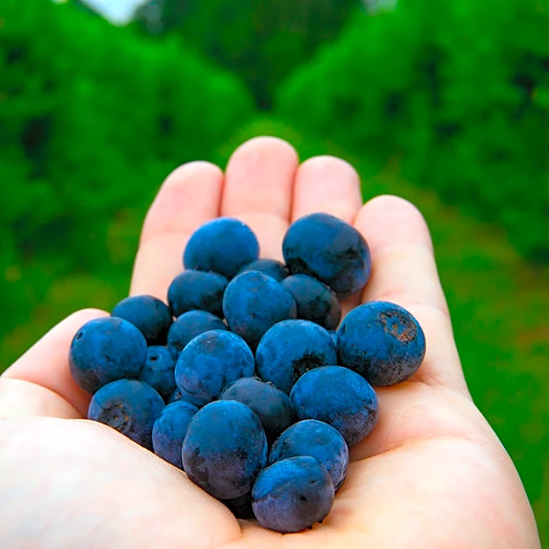 Minnesota Berry Picking Season Approaches Peak Timing