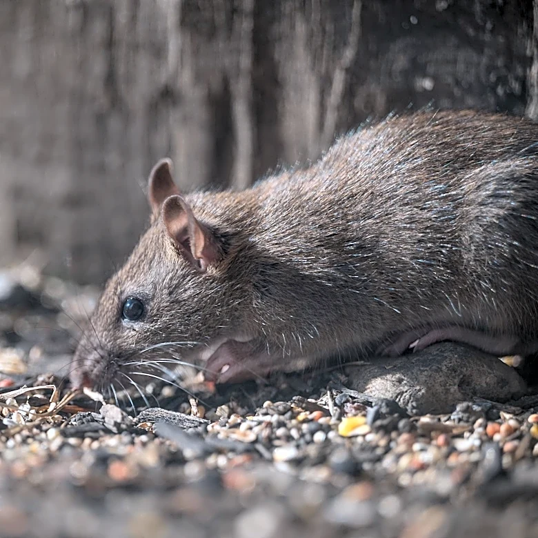 Essex County, NJ, Uses AI to Predict Rodent Hot Spots Amid Rising Temperatures