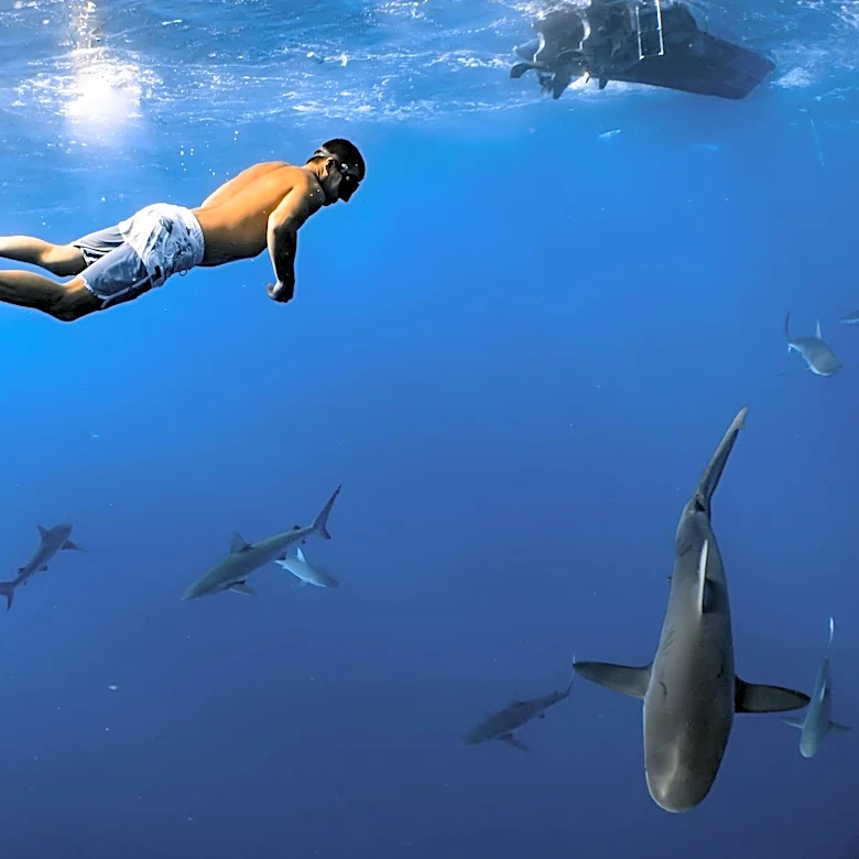Large Shark Spotted Near Surfer Off California Coast