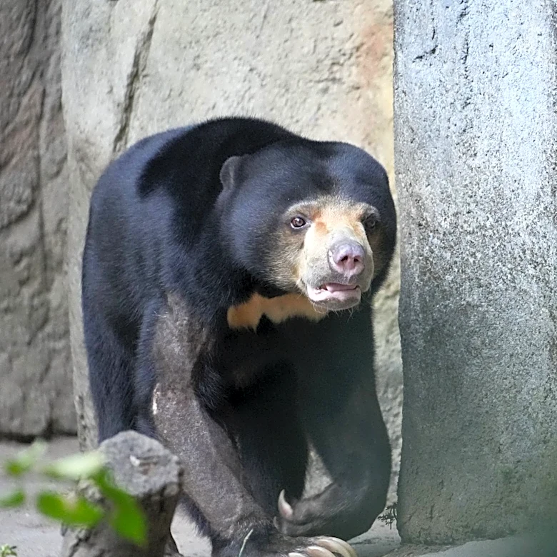 Increased Black Bear Sightings Raise Safety Concerns in Collier County, Florida