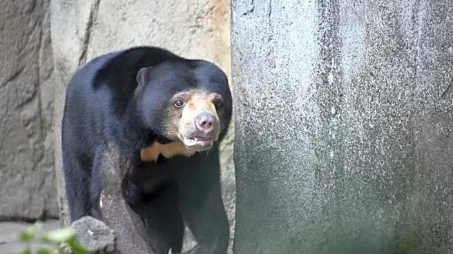 Increased Black Bear Sightings Raise Safety Concerns in Collier County, Florida