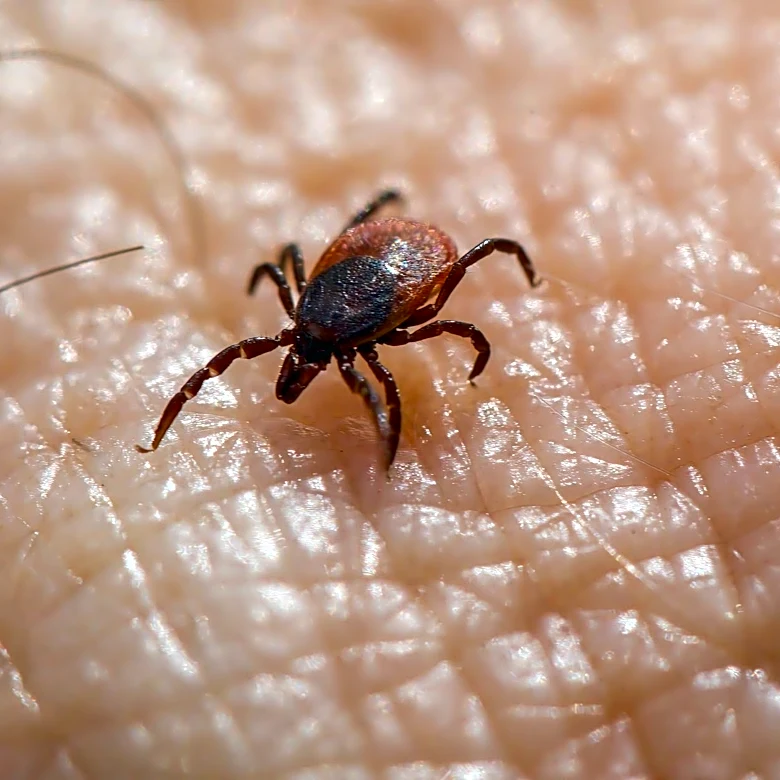 Tick-Borne Diseases on the Rise Across the U.S. Amid Expanding Tick Populations