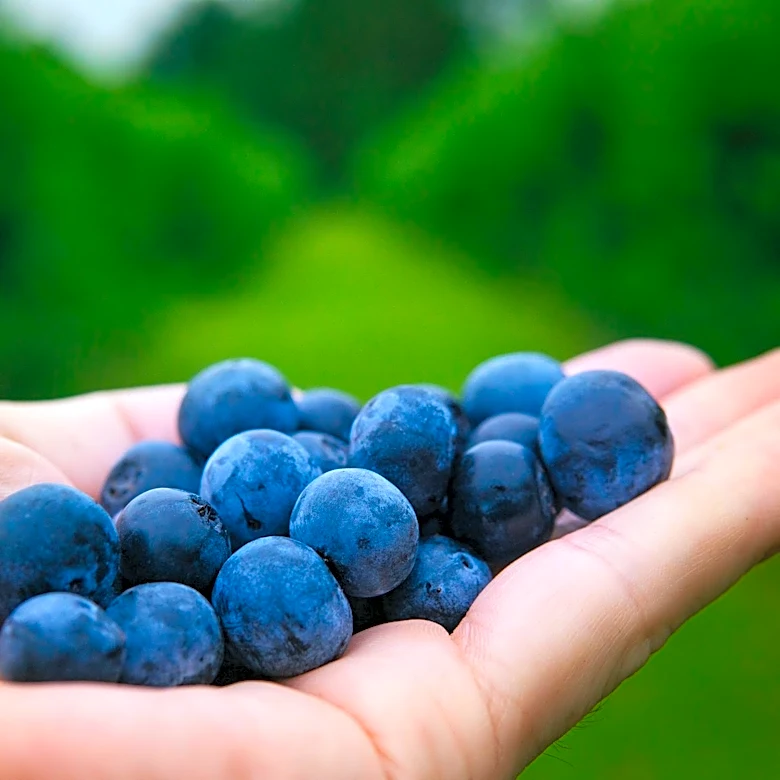 Blueberry Picking Season Begins at Walnut Springs Farm, Maryland
