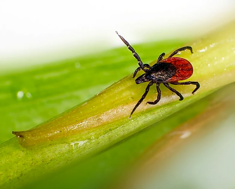 Tick-Borne Powassan virus Raises U.S. Health Concern