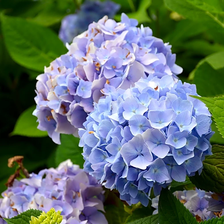 Chicago Gardeners Advised on Hydrangea Varieties for Summer Blooms