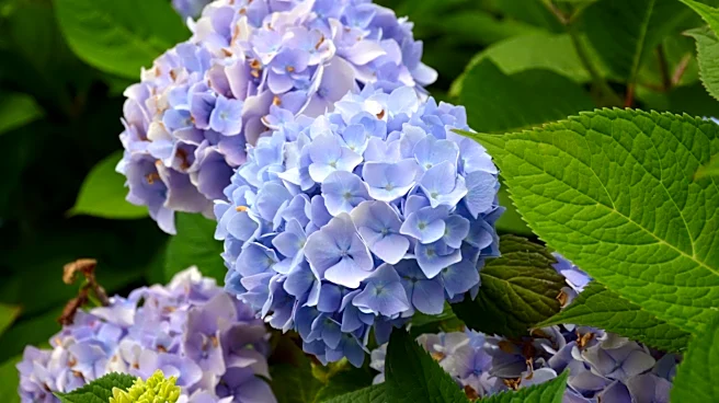 Chicago Gardeners Advised on Hydrangea Varieties for Summer Blooms