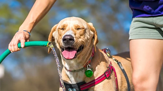 Summer Heat Poses Serious Risks for Pets: Key Warnings and Tips