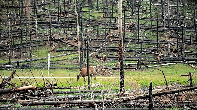 Wildfire Nearing Containment Northeast of Deckers, Colorado