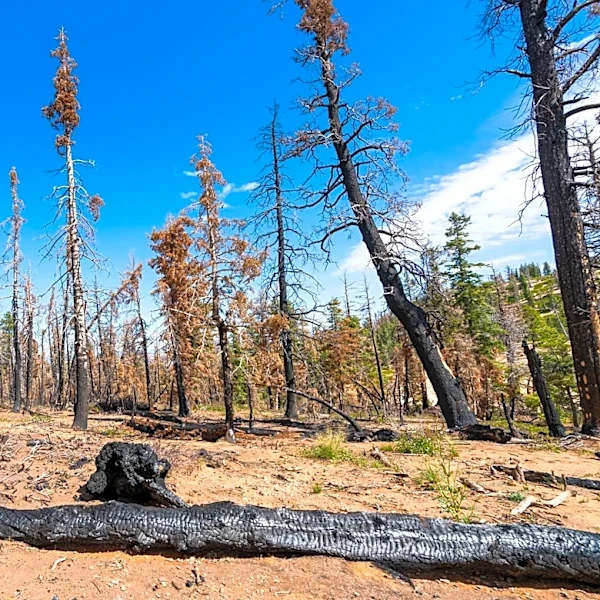Wildfires Fueled by Heat and Drought Force Evacuations in Western U.S.