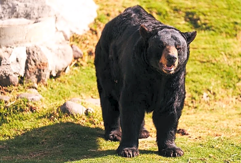 Bear Attack Prompts Trail Closures Near Mount Si