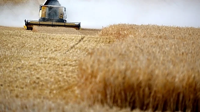 El Niño and Drought Risks Impact Global Wheat Production
