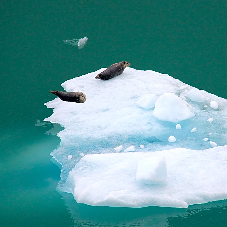 Signs of Thaw Observed in the Bering Sea Near Alaska