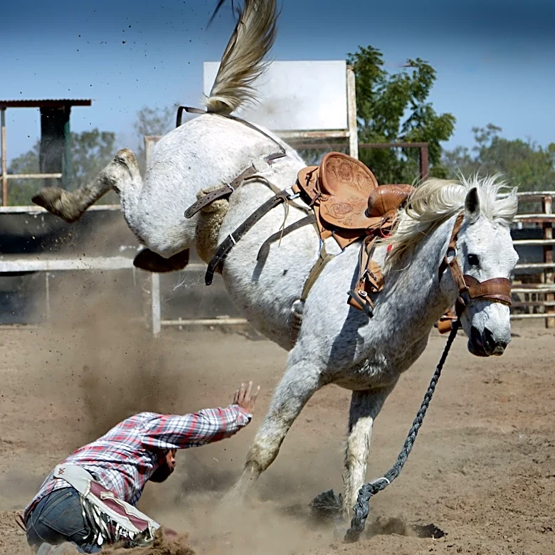 Understanding Horse Behavior and Safety Around Animals