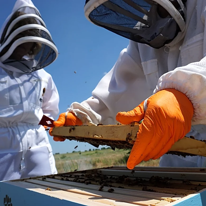 Millions of Bees Escape After Truck Crash in Texas