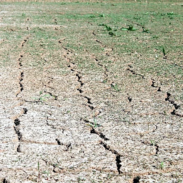 UN Warns El Niño Could Threaten Global Agriculture