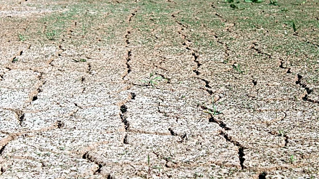 UN Warns El Niño Could Threaten Global Agriculture