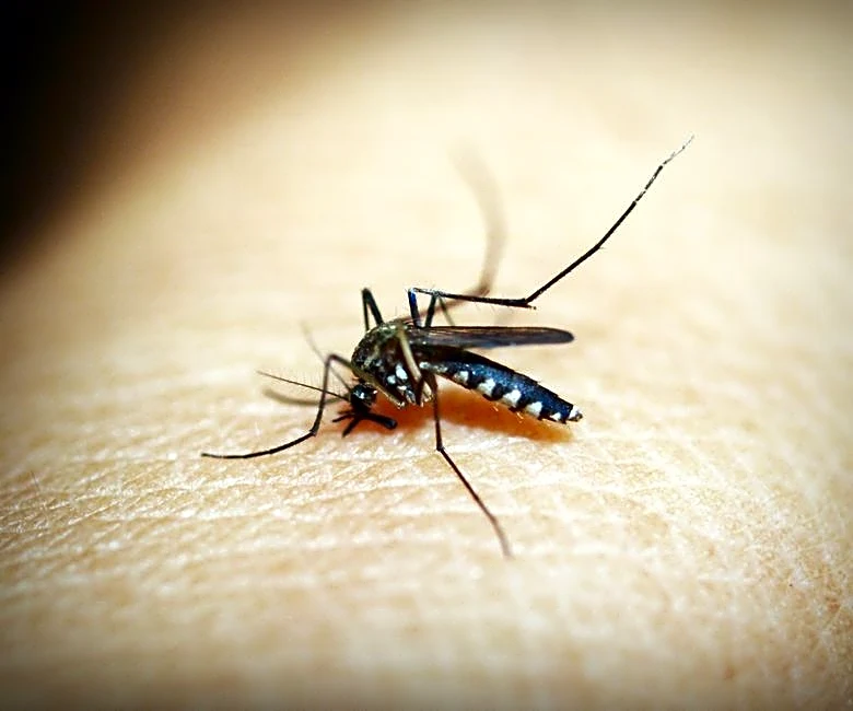 5 Mosquito Diseases You Should Know This Summer