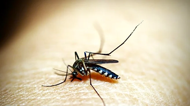 5 Mosquito Diseases You Should Know This Summer
