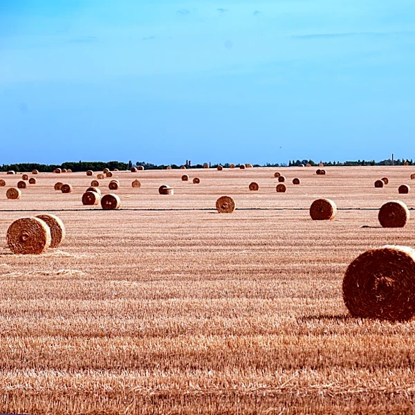 El Nino Threatens Global Wheat Production in 2026-2027