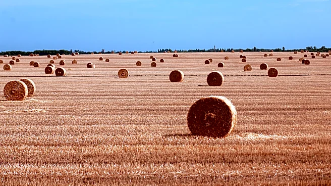 El Nino Threatens Global Wheat Production in 2026-2027