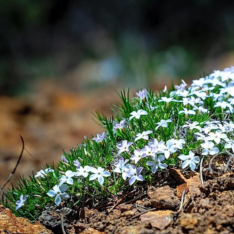 Colorado's Breckenridge Hosts First Wildflower Week Amid Summer Bloom