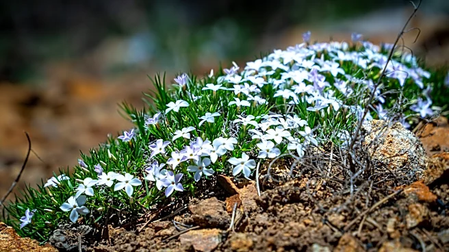 Colorado's Breckenridge Hosts First Wildflower Week Amid Summer Bloom
