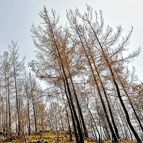 Wildfires in Los Angeles County Highlighted by ATI Restoration's Award
