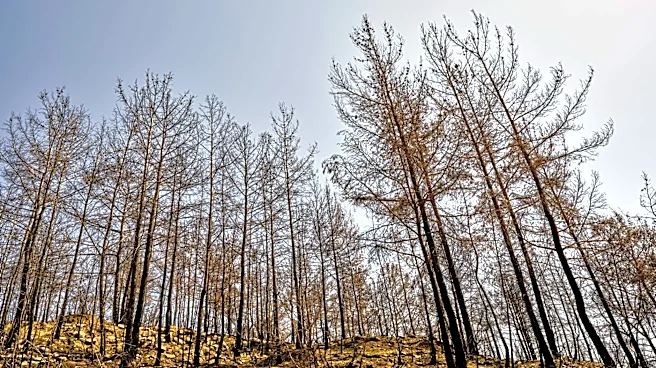 Wildfires in Los Angeles County Highlighted by ATI Restoration's Award