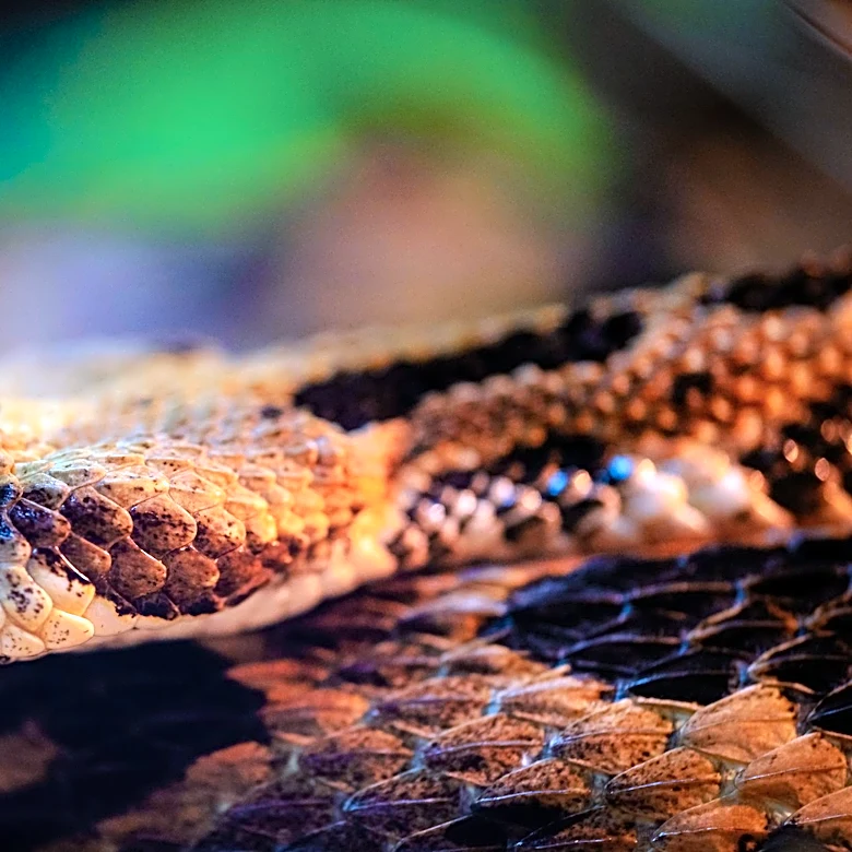 North Carolina Leads U.S. in Venomous Snakebite Rate