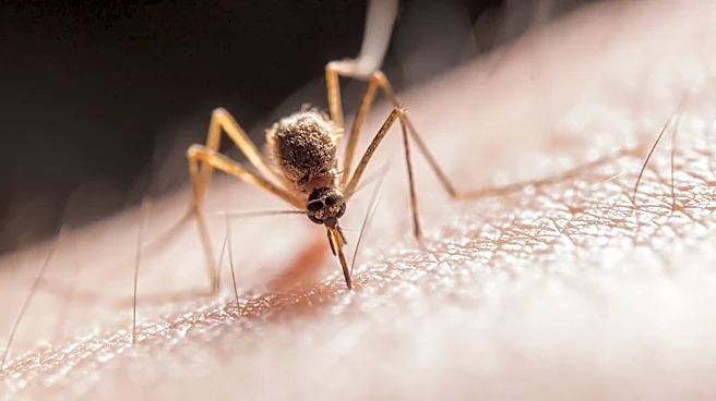 West Nile Virus-Positive Mosquitoes Found in Three Las Vegas ZIP Codes