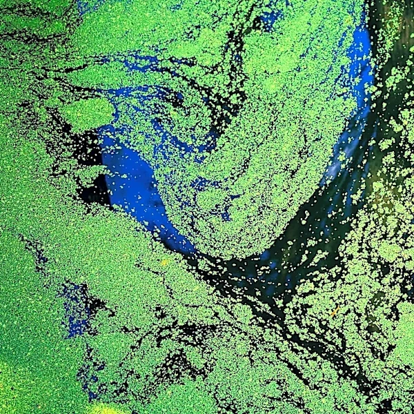 NASA Captures Stunning Turquoise Transformation of the Black Sea