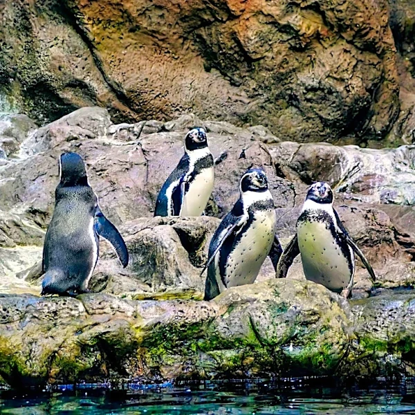Climate Change Drives Local Extinction of Temperate Species