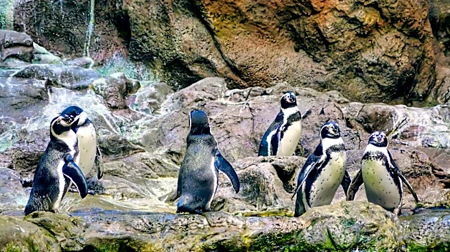 Climate Change Drives Local Extinction of Temperate Species