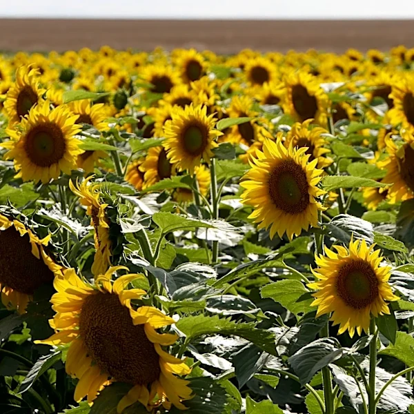 South Dakota Governor Emphasizes Support for Value-Added Agriculture