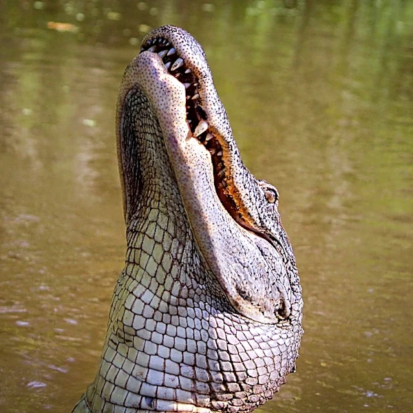 Louisiana Wetlands Attract Visitors with Unique Wildlife Encounters