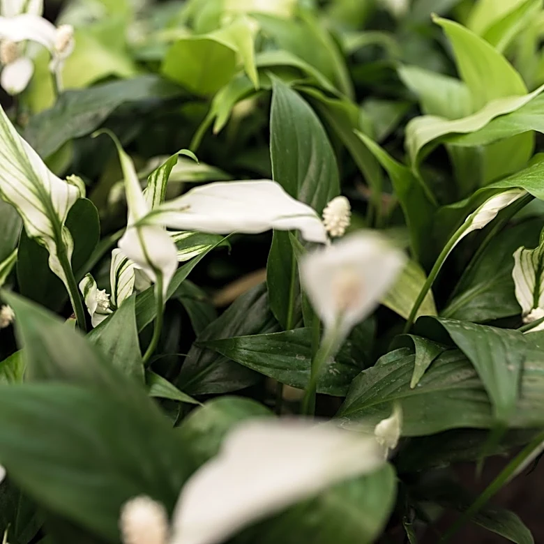 How Peace Lilies Can Improve Indoor Air Quality