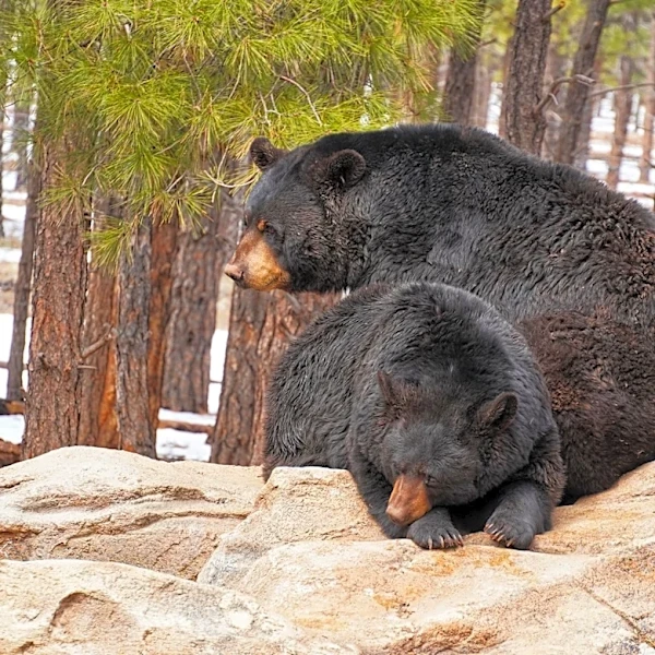 Increased Bear Sightings in Colorado Linked to Mild Winter