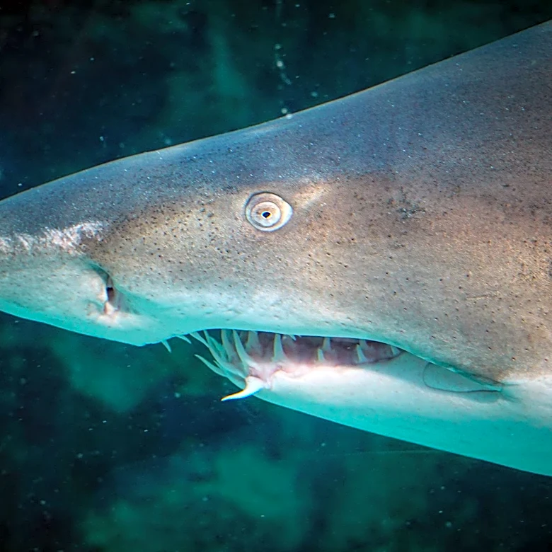 Great White Sharks Swarm Whale Carcass Off California Coast