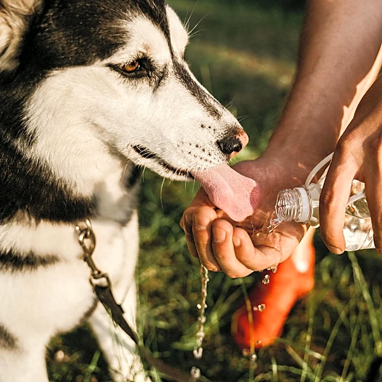 How to Keep Your Pets Safe During Hot Weather