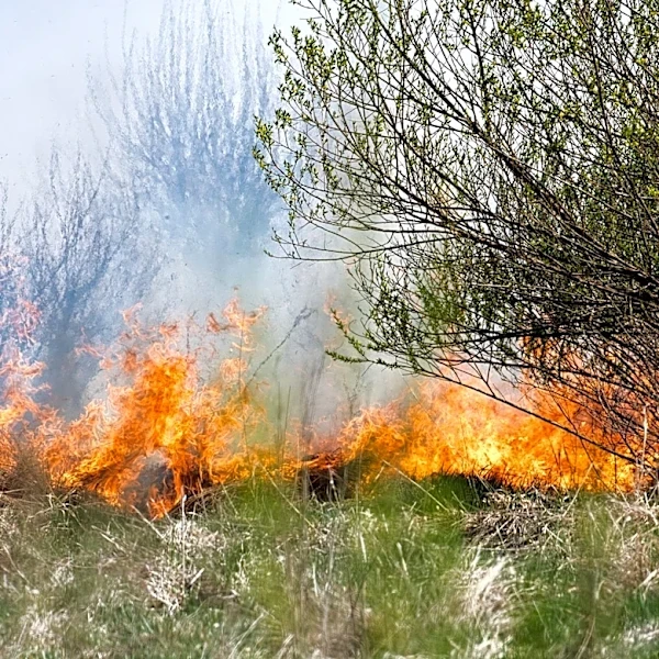 Wild Horse Rewilding Initiative Aims to Reduce Wildfire Risks in the Western U.S.