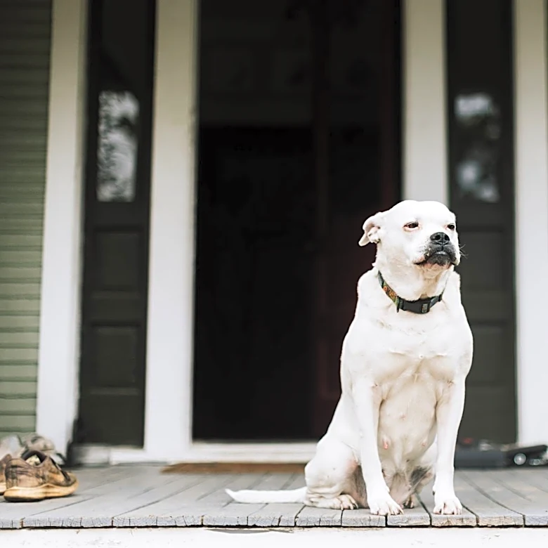 How to Keep Your Pets Calm During Loud Events