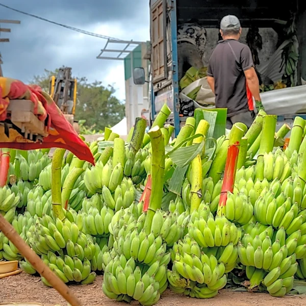 Trade Policies Aim to Boost U.S. Agricultural Exports
