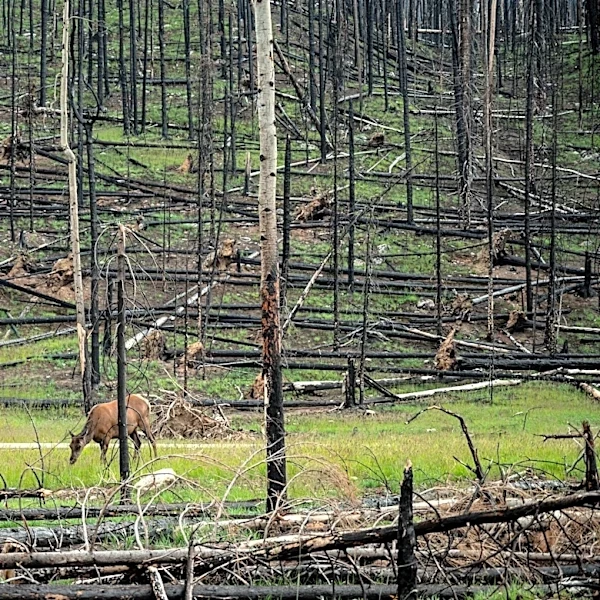 Three Firefighters Killed Battling Wildfires Near Colorado-Utah Border