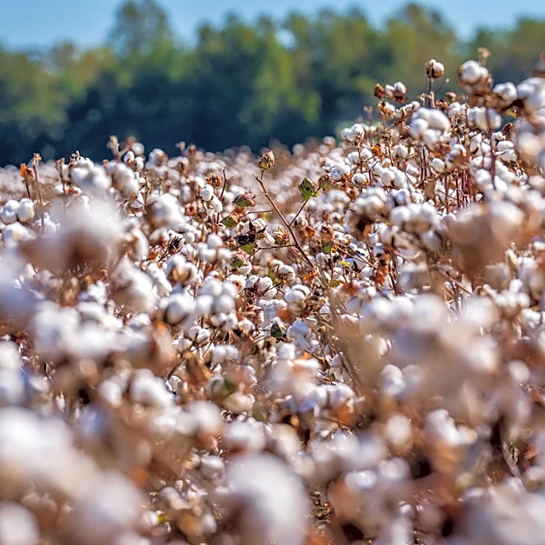 Understanding Plant Growth Regulators in Cotton Farming