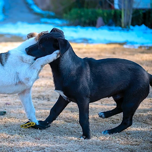 How to Enjoy Dog-Friendly Outdoor Activities Year-Round