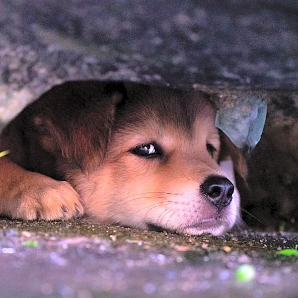 How to Keep Your Pets Calm During Fireworks