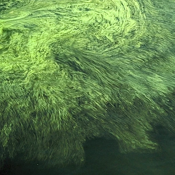 NASA Study Links Low Water Levels to Harmful Algal Blooms in Blue Mesa Reservoir